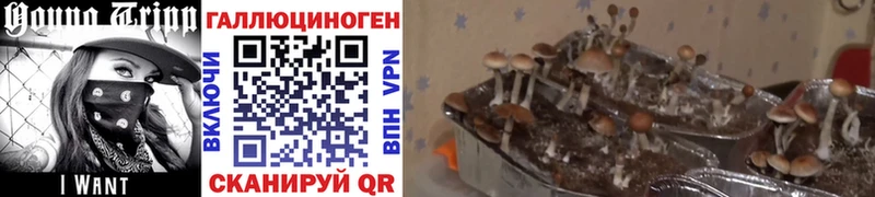 ОМГ ОМГ ССЫЛКА  Гай  Галлюциногенные грибы Psilocybine cubensis 